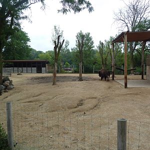 North American Prairie - American Bison Exhibit