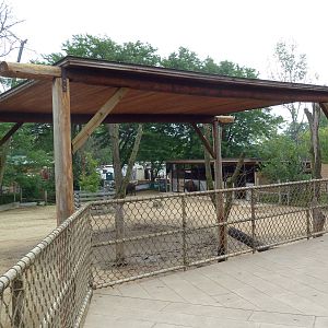 North American Prairie - American Bison Exhibit