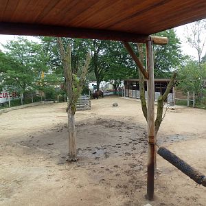 North American Prairie - American Bison Exhibit