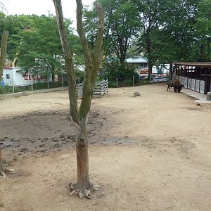 North American Prairie - American Bison Exhibit