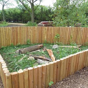 Ornate Box Turtle Exhibit
