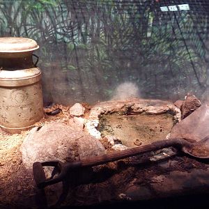 Reptile House - Black Rat Snake Exhibit