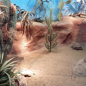 Reptile House - Desert Tortoise Exhibit