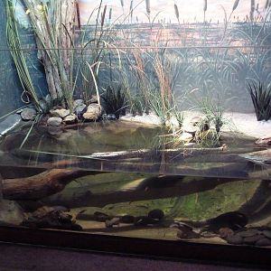 Reptile House - Turtle Exhibit