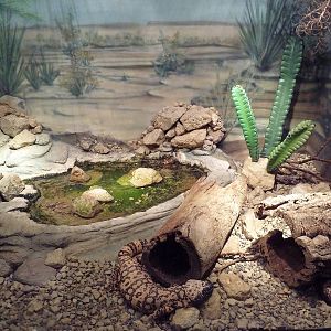 Reptile House - Gila Monster Exhibit