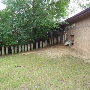 Aldabra Tortoise Outdoor Exhibit