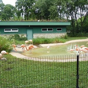 Children's Zoo - Chilean Flamingo/American Flamingo/Black Swan Exhibit