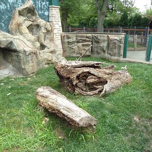 Children's Zoo - Indian Crested Porcupine Exhibit