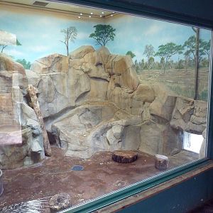 Children's Zoo - Indian Crested Porcupine Indoor Exhibit