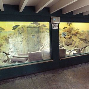 Children's Zoo - Meerkat Indoor Exhibit