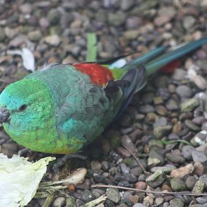 Red-rumped Parakeet, 21st August 2014