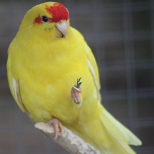 Red-fronted Kakariki, 21st August 2014
