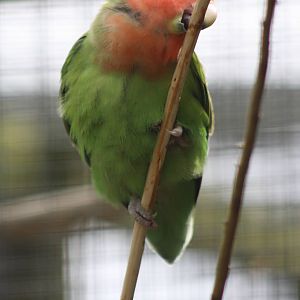 Peach-faced Lovebird, 21st August 2014
