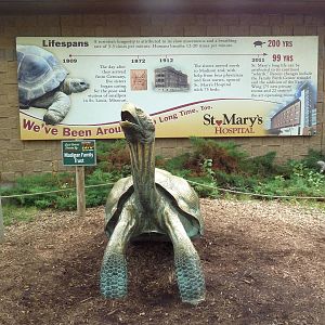 Tortoise Statue