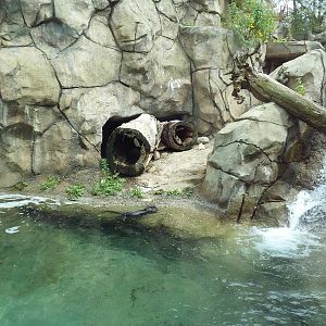 North American River Otter Exhibit