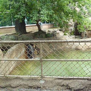 Capybara Exhibit