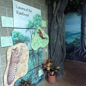Tropical Rain Forest - Entrance Area