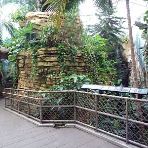 Tropical Rain Forest