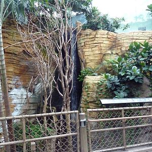 Tropical Rain Forest