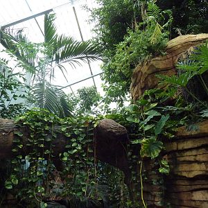 Tropical Rain Forest