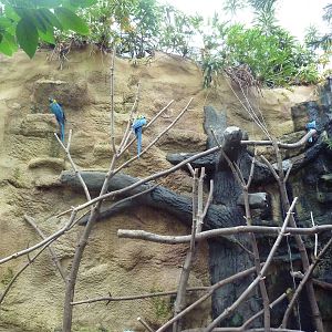 Tropical Rain Forest - Hyacinth Macaw Perches