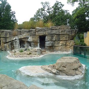 African Penguin Exhibit