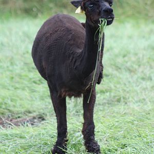 Hamish, 21st August 2014