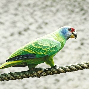 Red-tailed Amazon, 24th April 2008