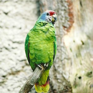 Red-tailed Amazon, 28th April 2008