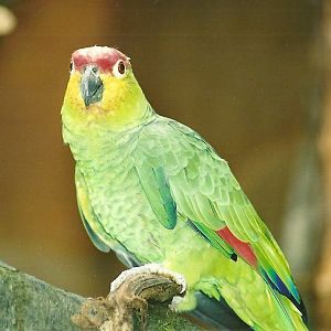 Lilacine Amazon, 7th October 2007