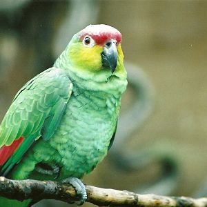 Lilacine Amazon, 28th April 2008