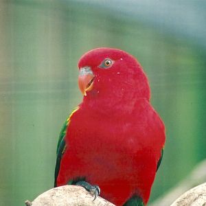 Yellow-backed Chattering Lory, 25th April 2008