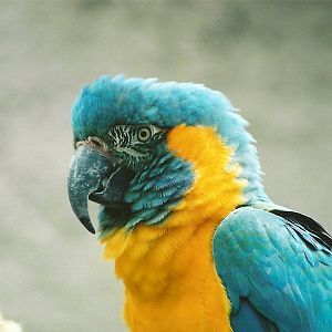 Blue-throated Macaw, 28th April 2008