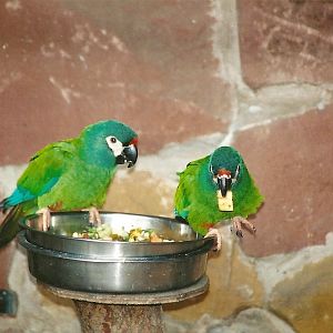 Illiger's Macaws, 29th April 2008