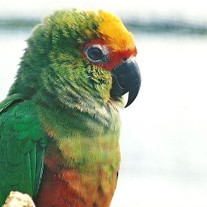 Golden-capped Conure, 29th April 2008