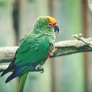 Golden-capped Conure, 4th October 2008