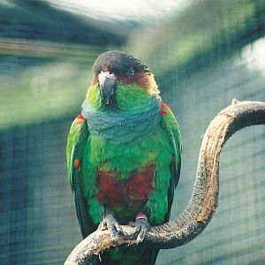 Blue-throated Conure, 29th April 2008