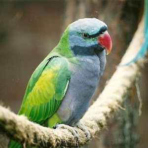 Derbyan Parakeet, 7th October 2007