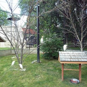 Trumpeter Hornbill/Egret Aviary