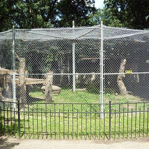Amur Leopard Exhibit