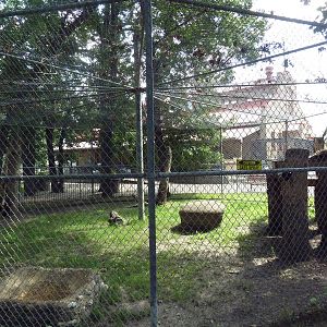 Amur Leopard Exhibit