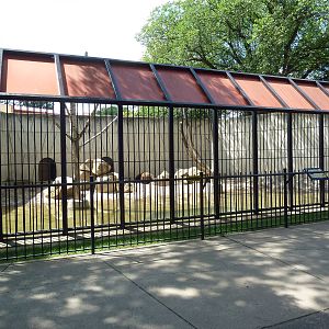 Brown Bear Exhibit