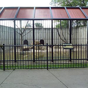 Brown Bear Exhibit
