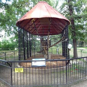 White-Handed Gibbon Exhibit