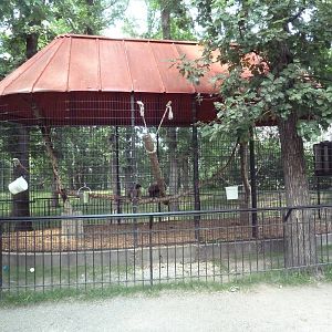 White-Handed Gibbon Exhibit