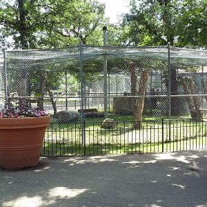 Snow Leopard Exhibit