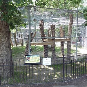 Snow Leopard Exhibit