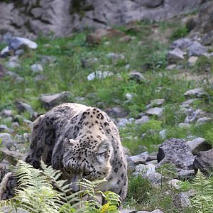 snow leopards