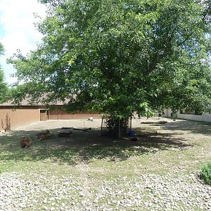 Japanese Sika Deer Exhibit