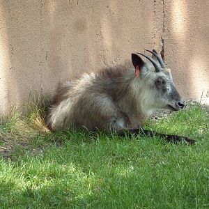 Japanese Serow